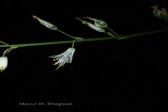 Chlorophytum bharuchae